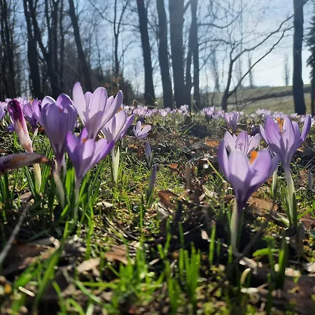 Schwibbogen * Drebach
